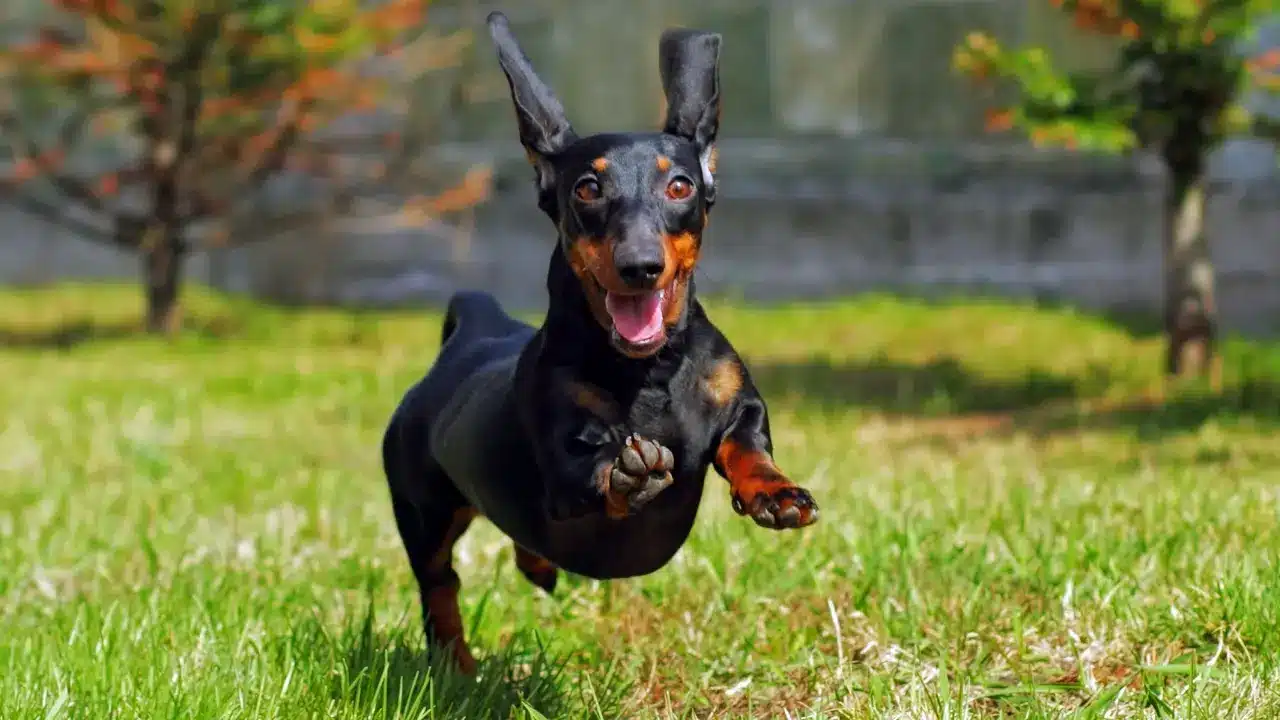 Tips for Keeping Pets Comfortable Year-Round - West Palm Beach Pet Grooming