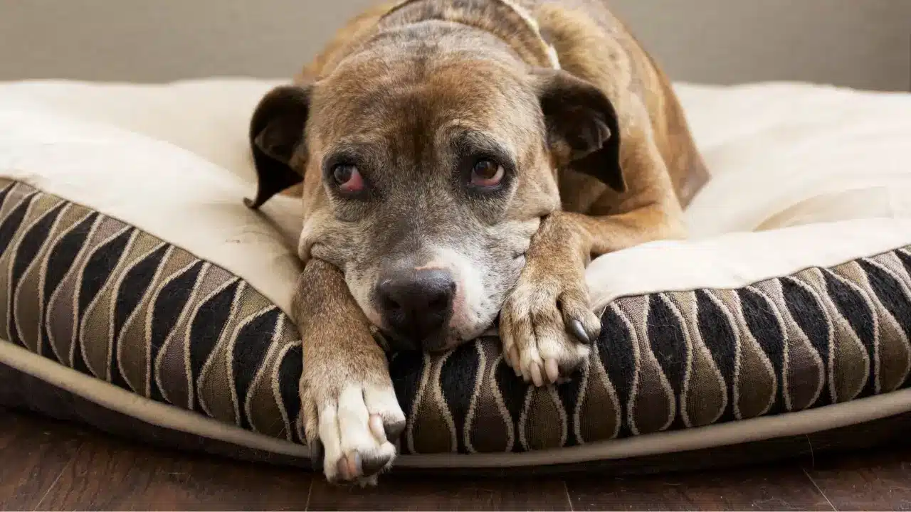 Understanding Common Dog Issues - Dog Training Challenges