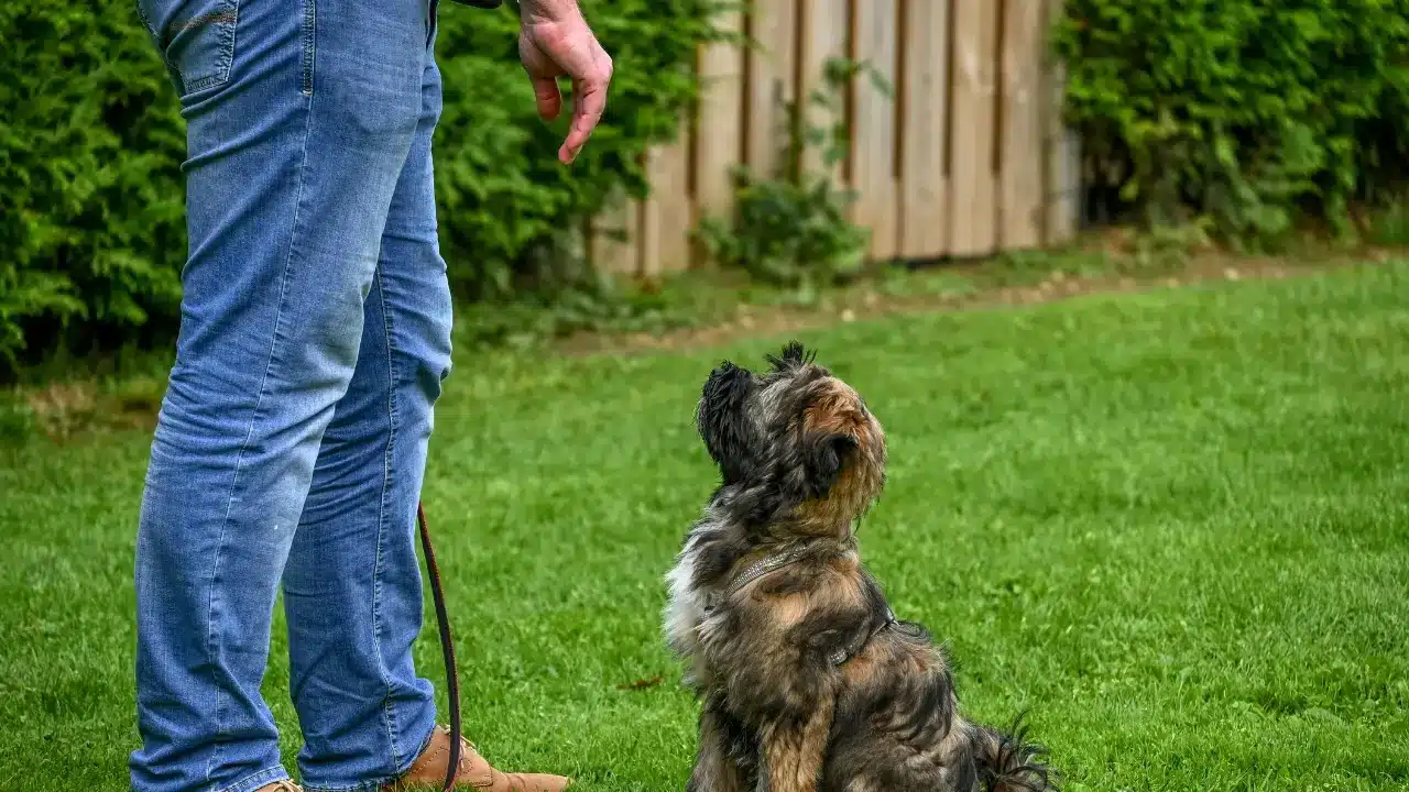 Understanding a Dog's Learning Style and Personality