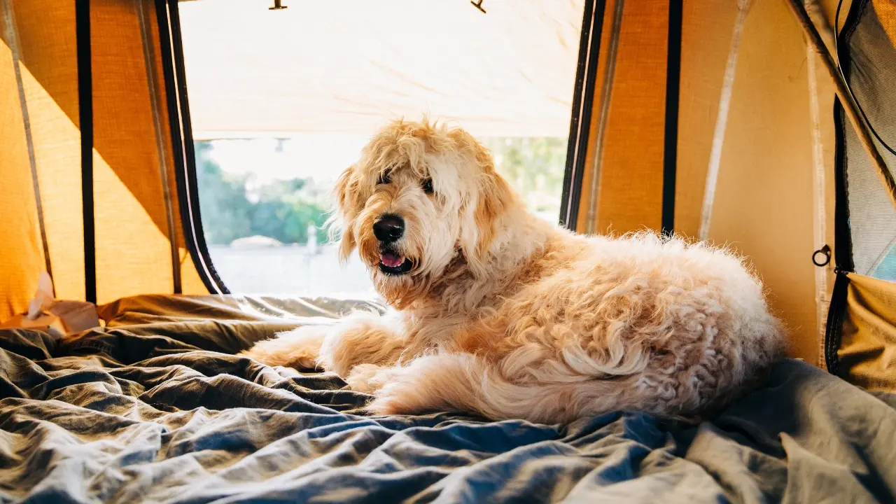 West Palm Beach Dog Day Camp Daily Activities and Exercise Programs