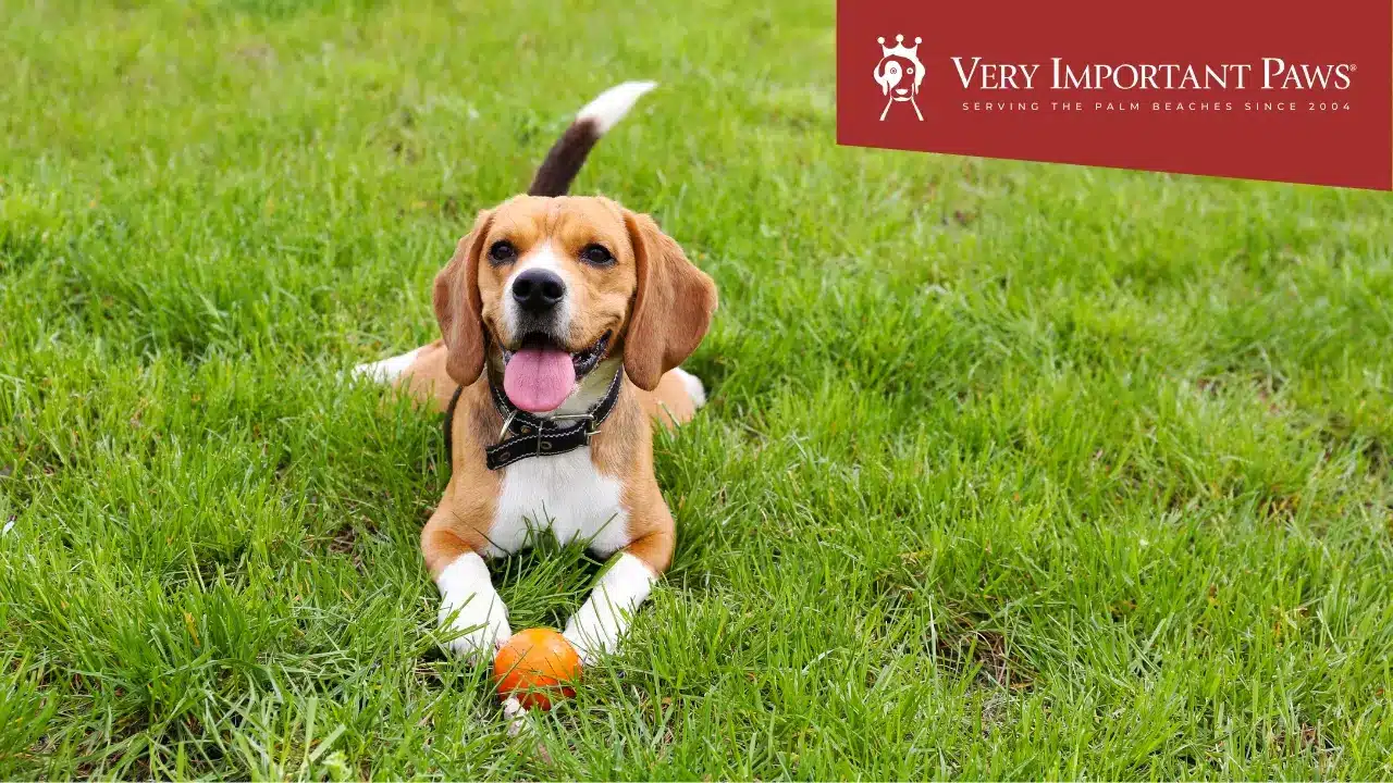 Why Choose Very Important Paws - West Palm Beach Dog Day Camp