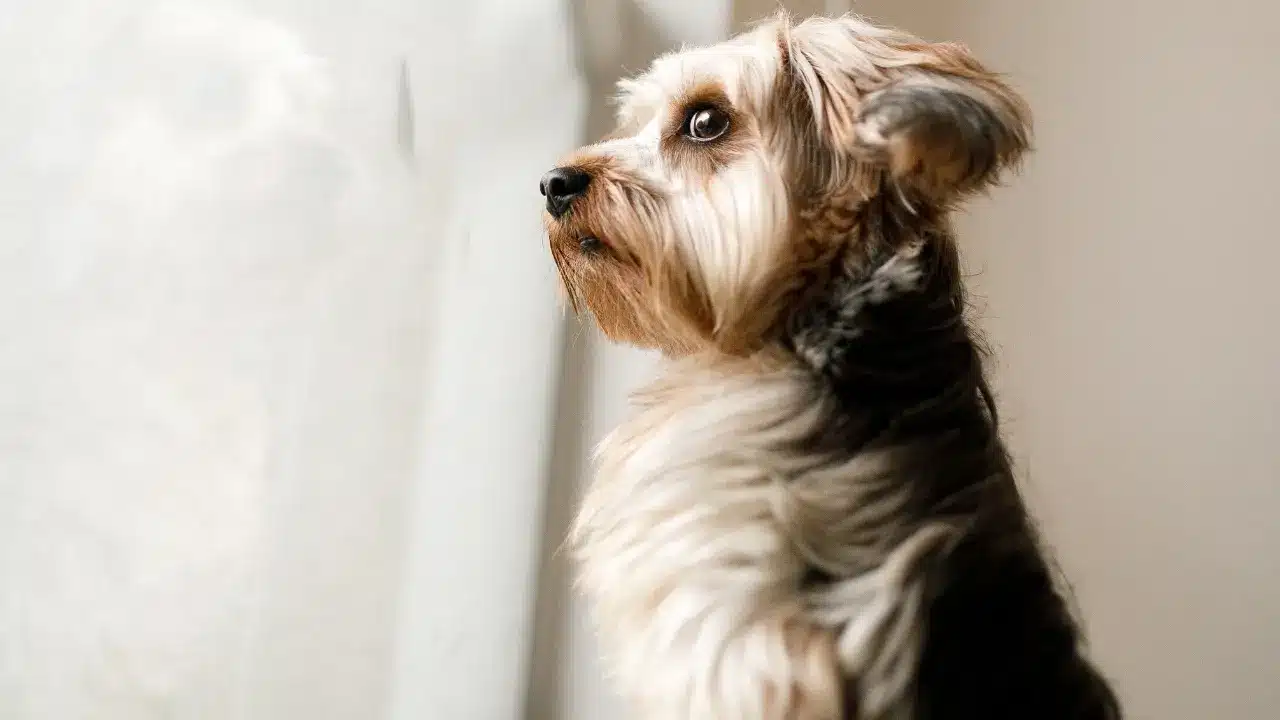 Managing Separation Anxiety - Dog Training Challenges