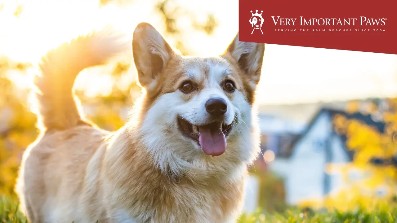Benefits of Anxiety-Free Grooming