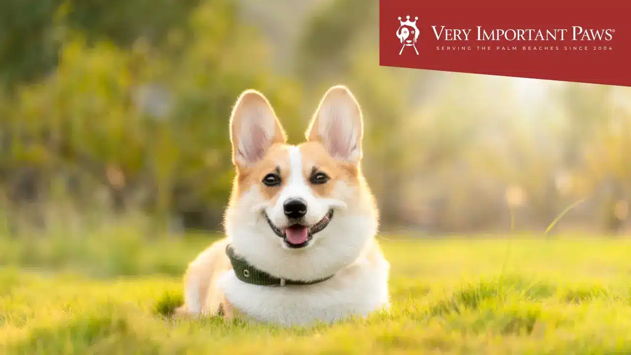 Our Gentle Approach to Dog Grooming In West Palm Beach