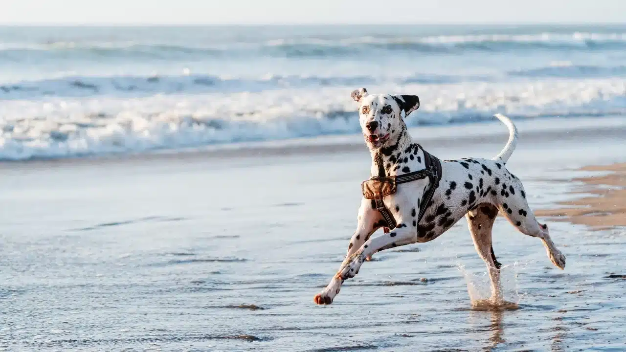 Success Stories: Dogs Thriving Through Aquatic Therapy - West Palm Beach Canine Swimming