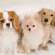 Top Overnight Dog Care in West Palm Beach Safe and Reliable Boarding