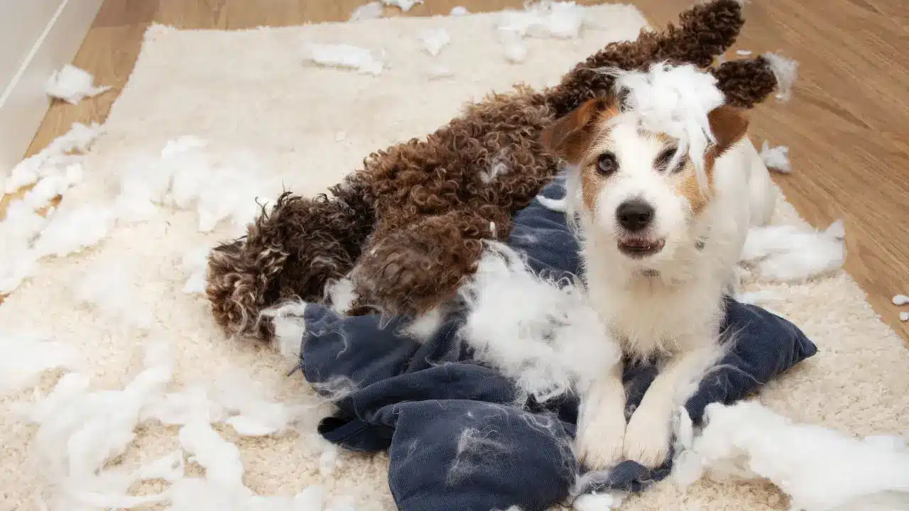 Understanding Anxiety in Dogs During Grooming