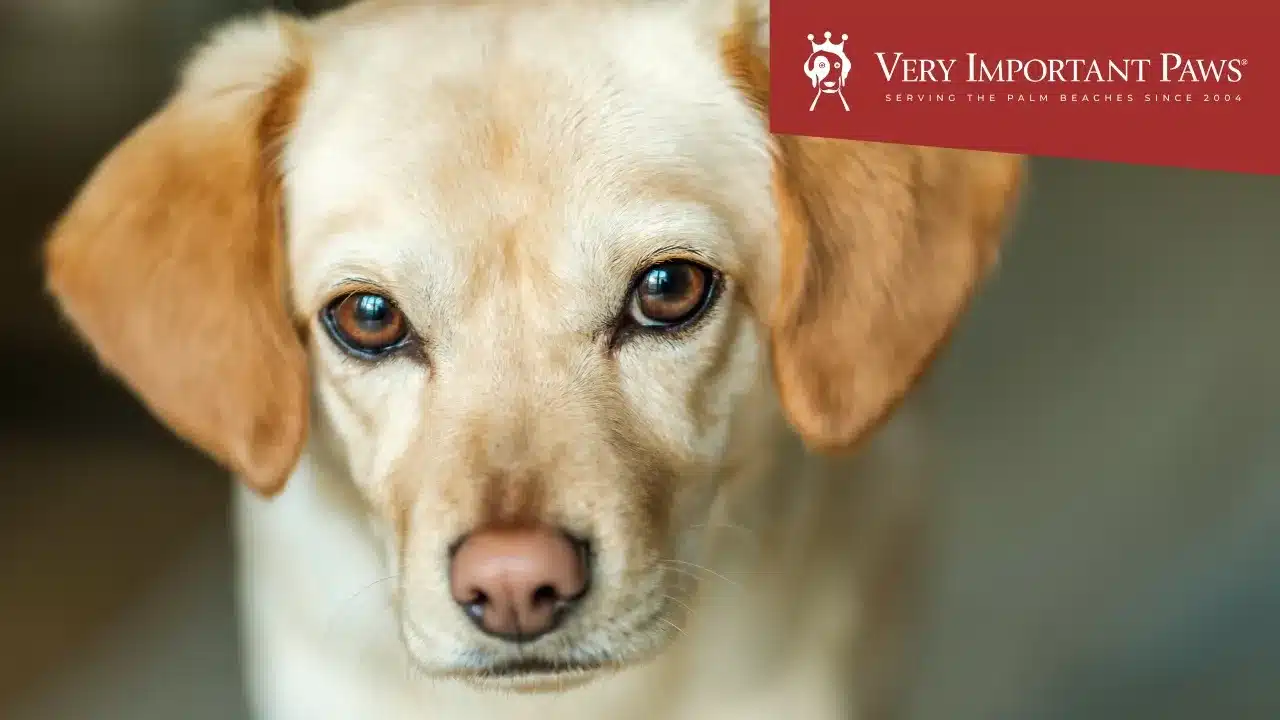 Why Choose Our Dog Grooming in West Palm Beach