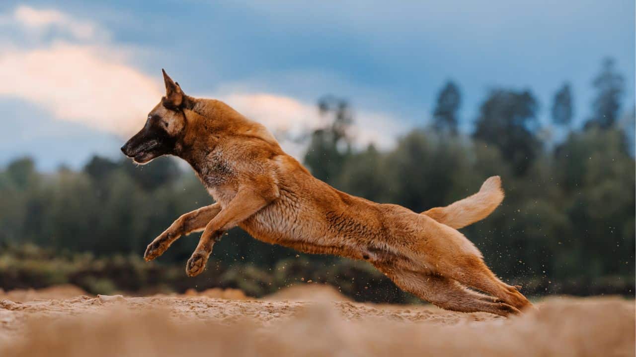 Conclusion - High-Energy Breeds: Strategies For Training Active And Energetic Dogs