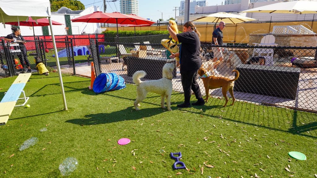 Dog playing fetch at VIP Doggie Daycare during back-to-school season