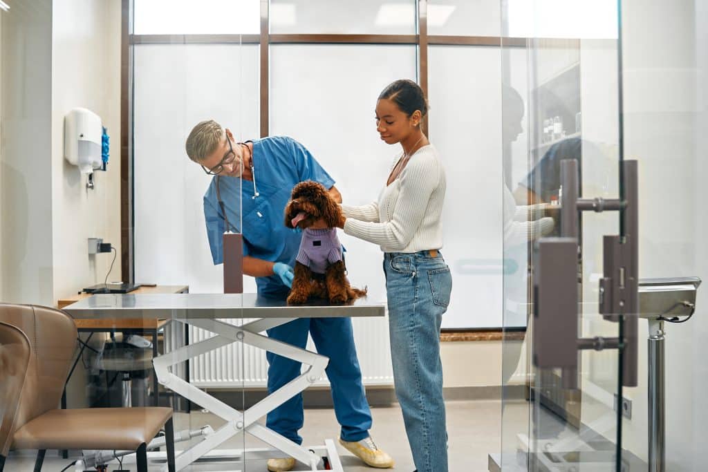 A veterinarian examines a poodle in the office of a modern veterinary clinic.