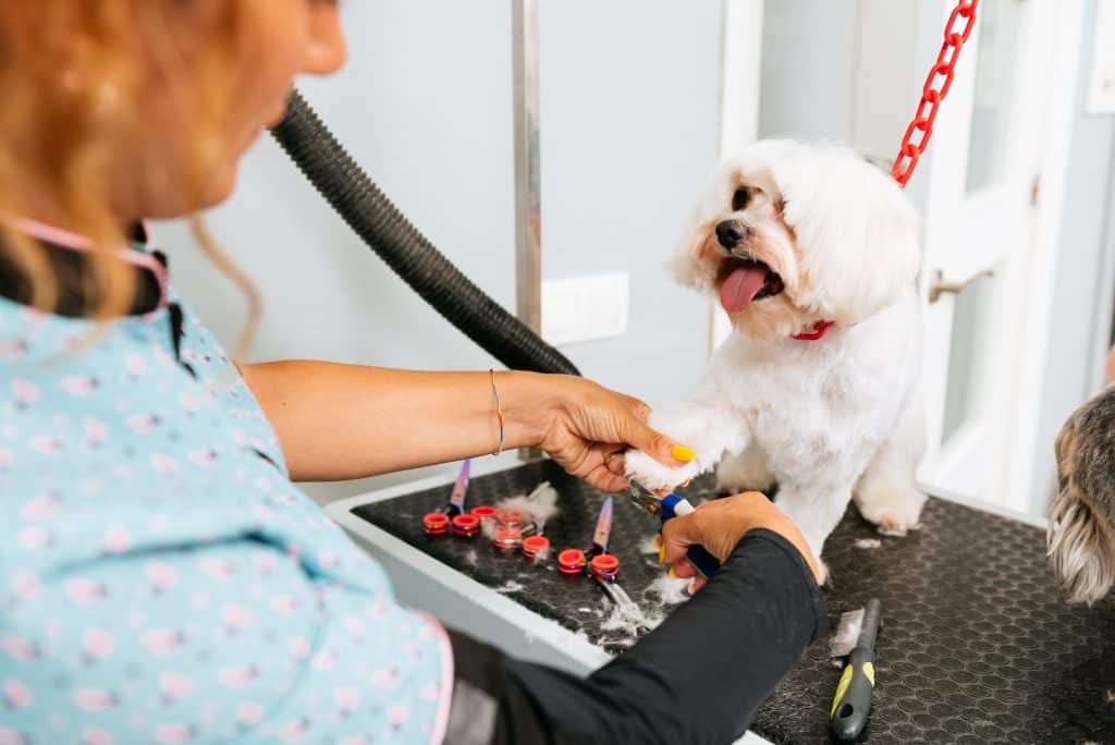 female groomer cutting claws of adorable fluffy Maltese puppy using special tools in professional salon