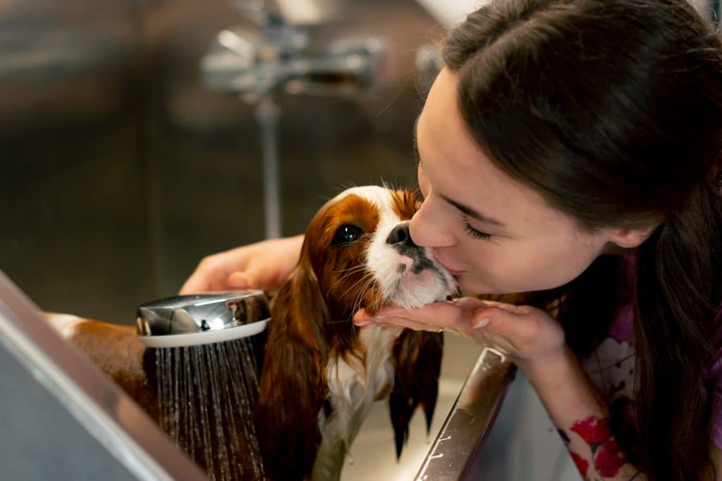close up in grooming a small king spaniel dog. a girl groomer washes a dog in a metal bathtub and gives a kiss