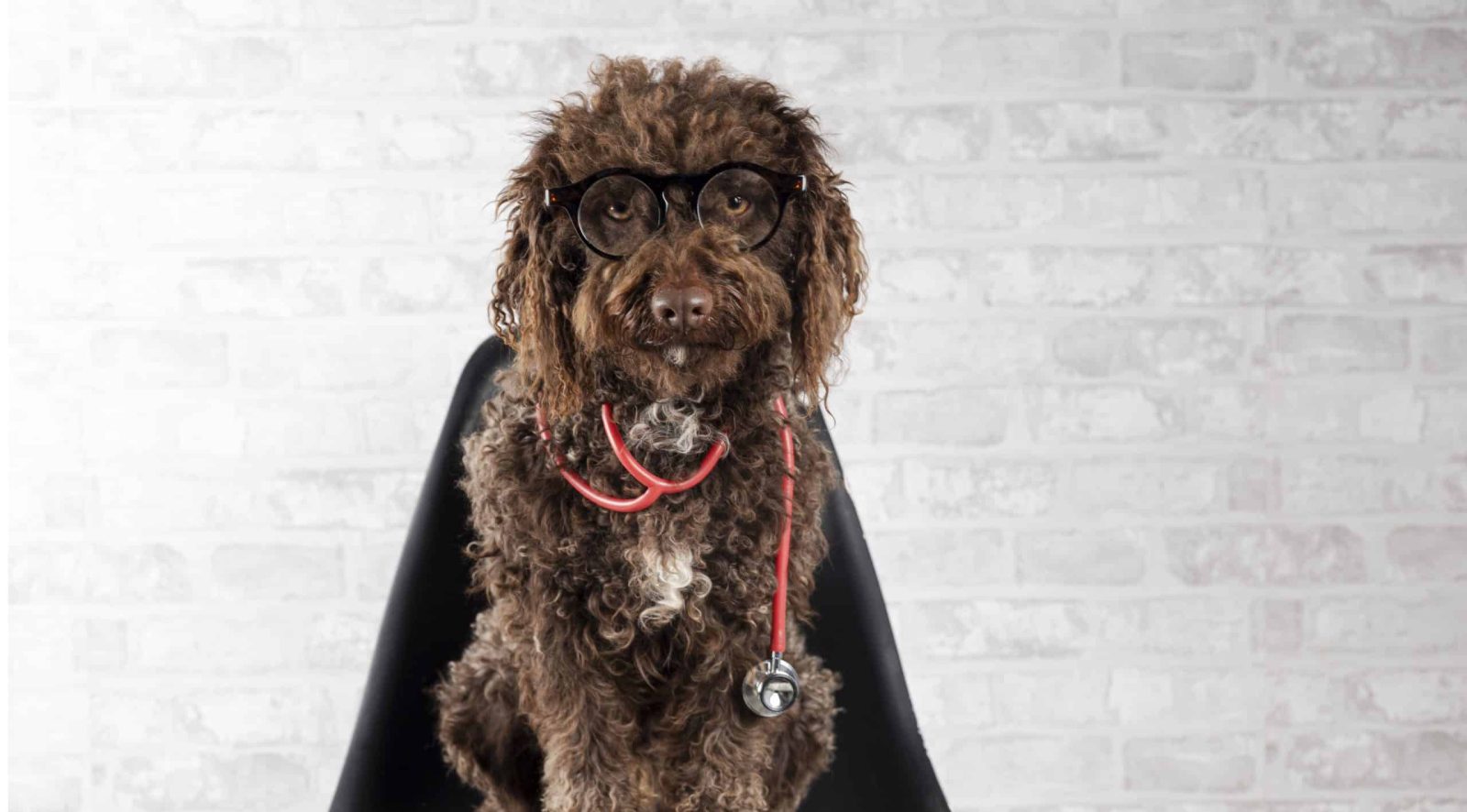 Dog sitting on a chair with glasses and stethoscope.