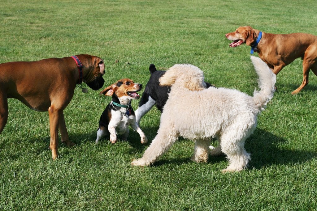 Dogs playing at the park