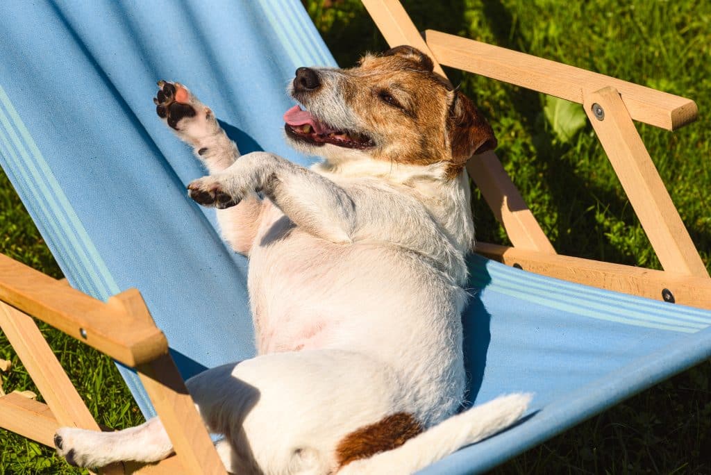 Dog chilling under the sun