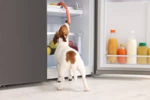 Cute Jack Russell Terrier stealing sausages from refrigerator indoors.