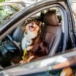 Happy dog gazes out of the car window.