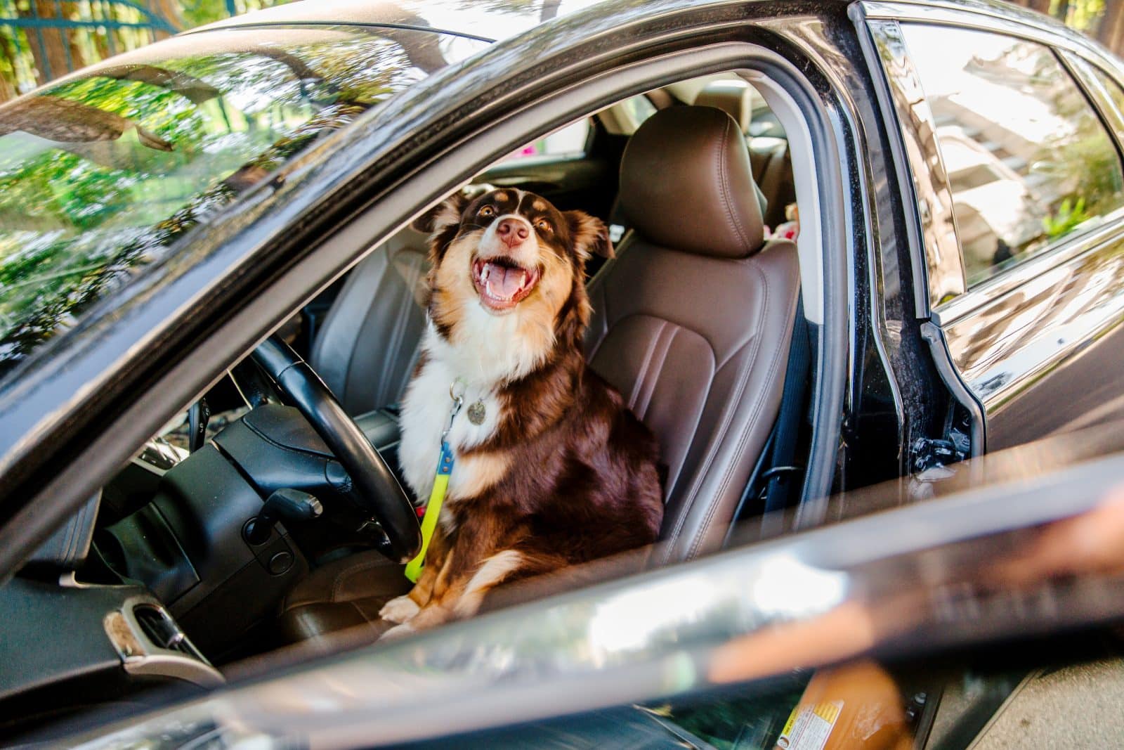 Happy dog gazes out of the car window.