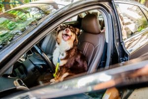 Happy dog gazes out of the car window.