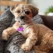 Cute Small Dog Relaxing on Blanket Indoors