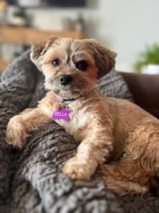 Cute Small Dog Relaxing on Blanket Indoors