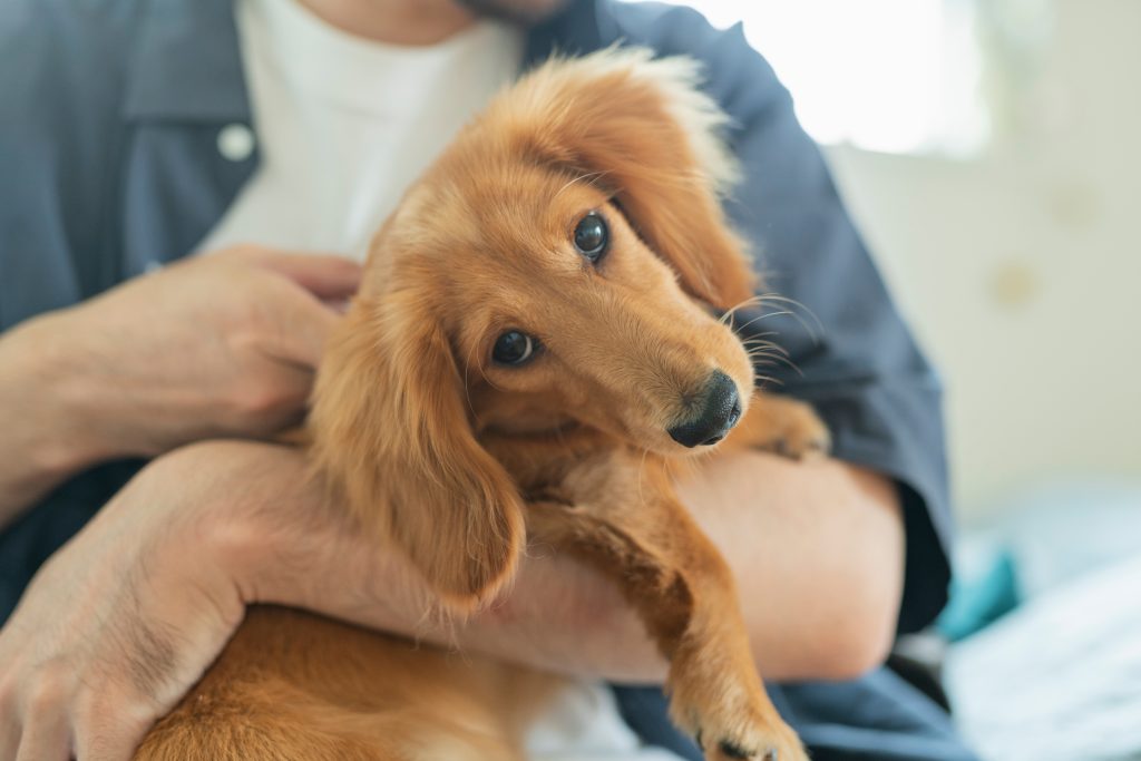 Dachshund being held by its owner