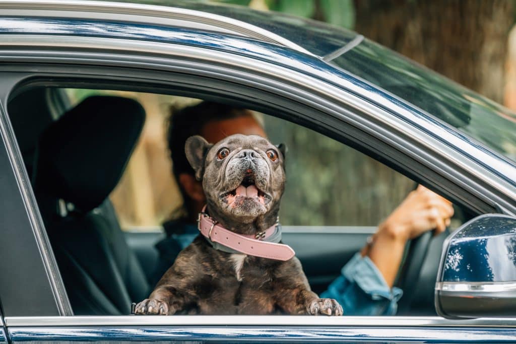 Excited dog traveling in the passenger seat of a car