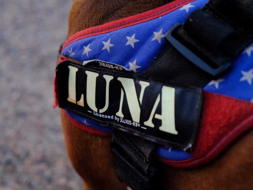 Dog Harness for American Staffordshire Dog Named Luna.