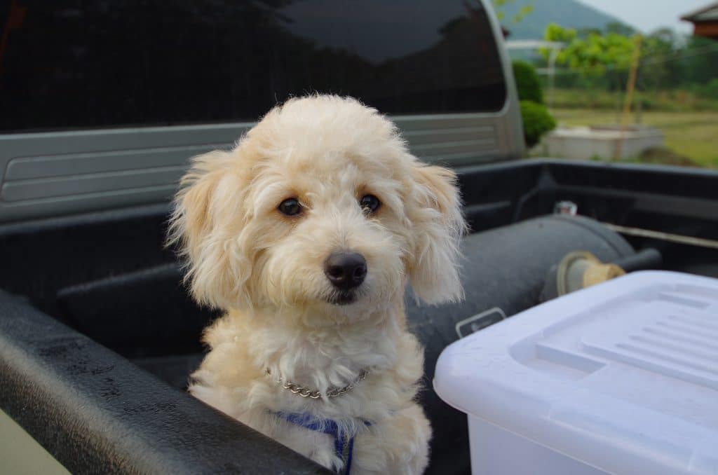 Dog riding in the bed of a pickup truck