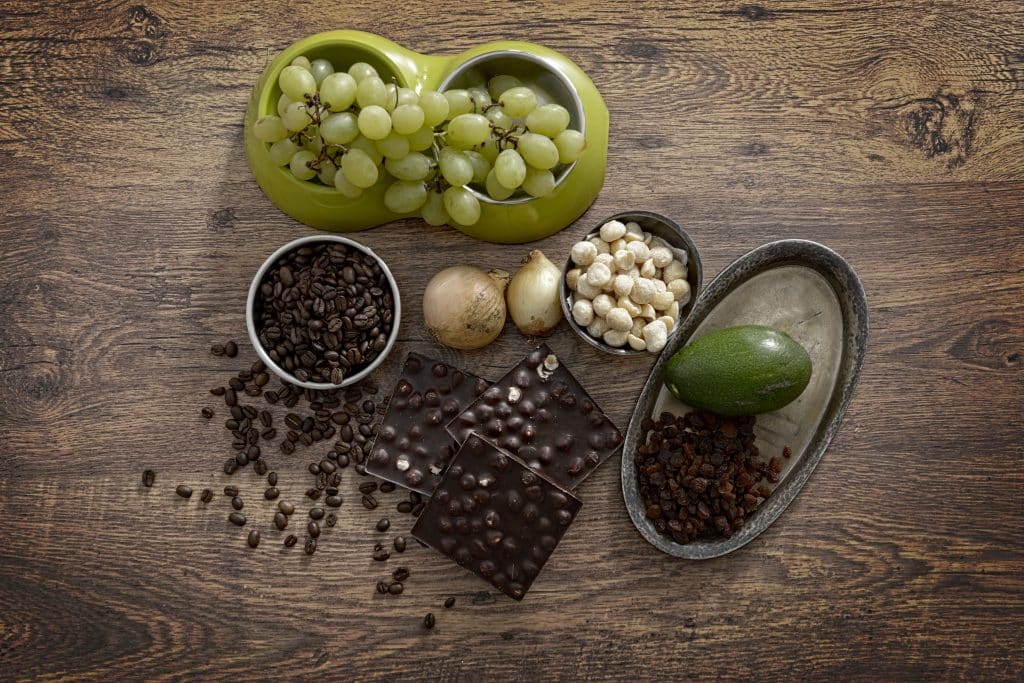 Food and ingredients toxic to dogs