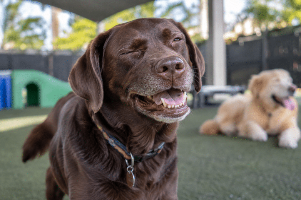 1. Chocolate Labrador mix squints mid-sneeze while resting in an outdoor dog daycare area.