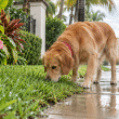 Golden retriever sniffs wet grass beside a rain-covered sidewalk.