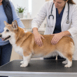 Senior corgi receiving a body and muscle condition check.